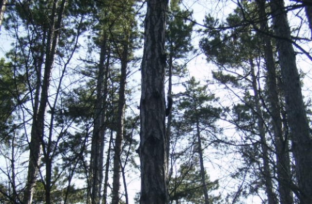 Община Кюстендил започна раздаването на дървата за огрев по такса на корен