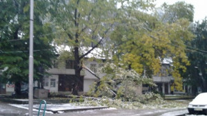 Студено с валежи