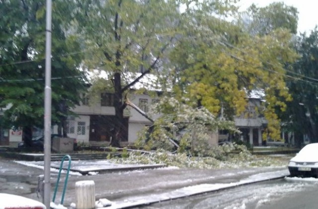 Студено с валежи