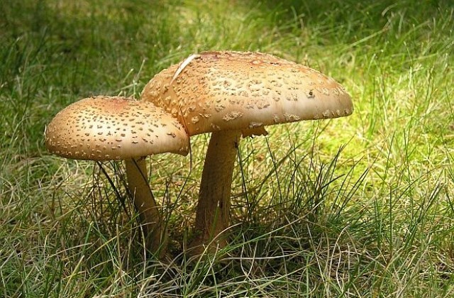 Фирма за гъби в Холандия наела нелегално над 70 българи