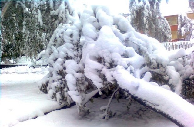 Стотици нападали дървета и клони след снеговалежа в Габрово