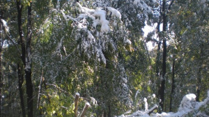 Мокрият сняг създаде проблеми в Севлиевско