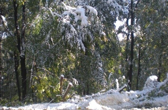 Мокрият сняг създаде проблеми в Севлиевско