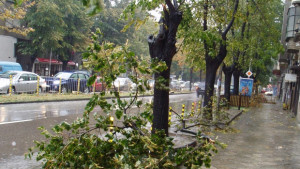 Работник пострада от паднало дърво