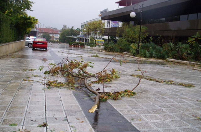Над 250 сигнала за паднали дървета са подадени във Варна