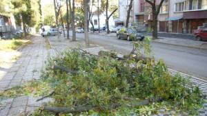 Продължават да чистят паднали клони и дървета в Стара Загора