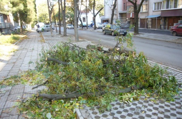 Продължават да чистят паднали клони и дървета в Стара Загора