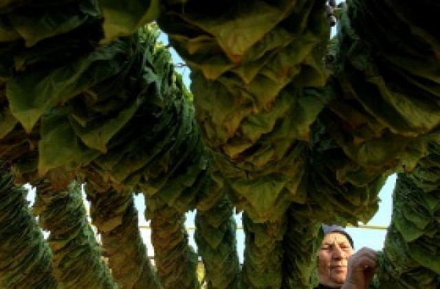 Тютюнопроизводителите ще получат субсидиите в началото на 2012 г.