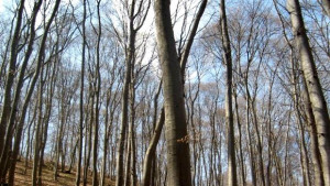 Кражбите в горите не спират