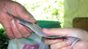 Първи сигнали за купуване на гласове