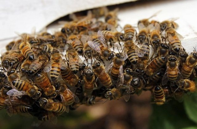 Милиони пчели избягаха след преобръщане на камион в САЩ
