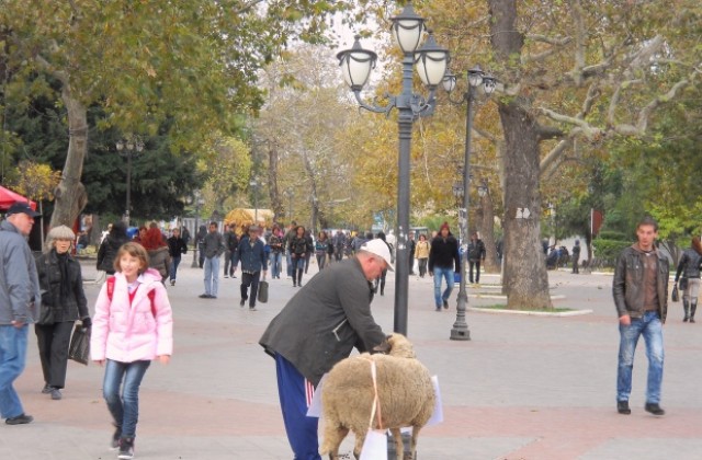 Зевзек разходи овца в центъра на Варна