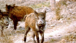 Глиган предизвика пътен инцидент