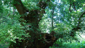 Дървото на желанията в Нисово се състезава в национален конкурс