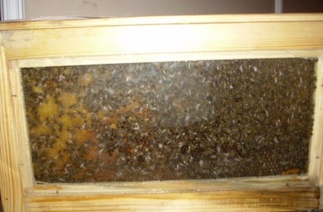 129 пчелари от Плевенско получиха субсидии по националната пчеларска програма