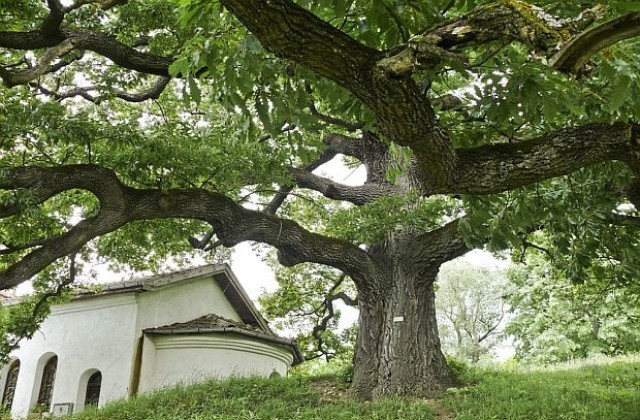 600-годишният чинар  в с. Габрене се състезава в конкурса Дърво с корен