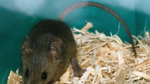 България световна опитна мишка