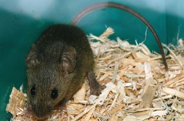 България - световна опитна мишка