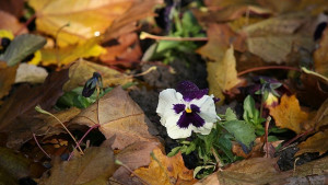 До 20 градуса ни очакват през ноември