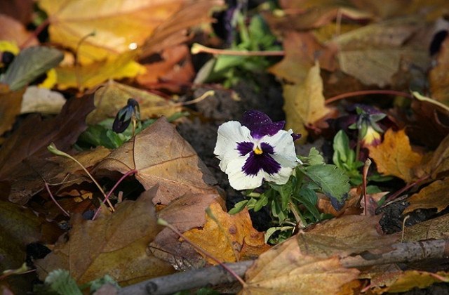 До 20 градуса ни очакват през ноември