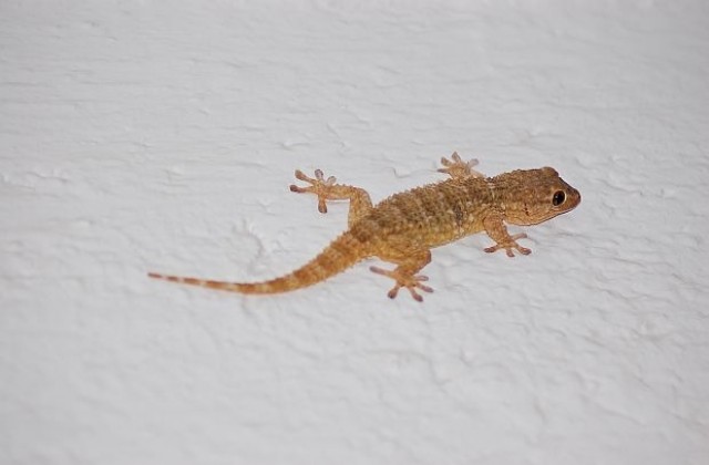 В Канада разработиха малък робот, движещ се като гекон