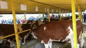 Експерти говорят за млечните ферми