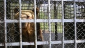 Лоши условия за животните в габровския зоопарк