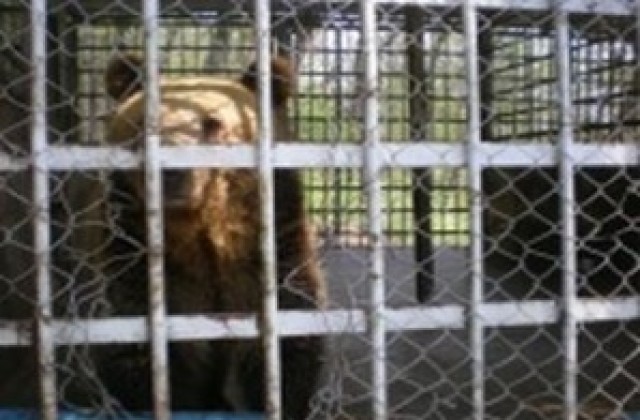 Лоши условия за животните в габровския зоопарк