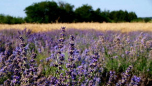 Нива с лавандула пламна друга с царевица я обраха