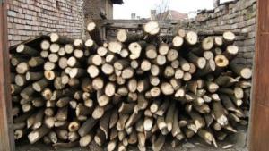 Иззеха 1000 куб м незаконна дървесина