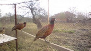 Надупчиха ловец със сачми за фазани