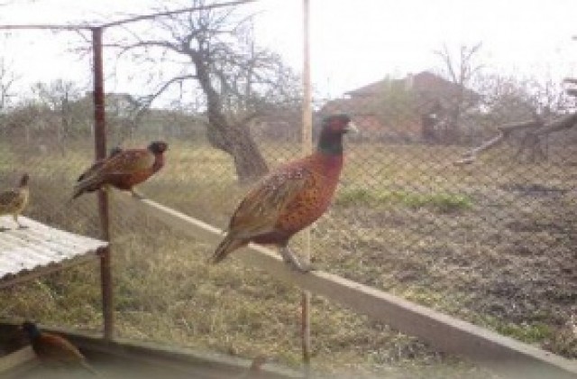 Надупчиха ловец със сачми за фазани