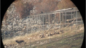 Млади природолюбители наблюдаваха белоглави лешояди