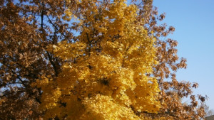 Заоблачаване