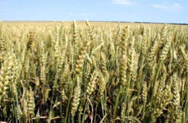 Откраднаха 6 тона пшеница от стопански двор в с. Марково