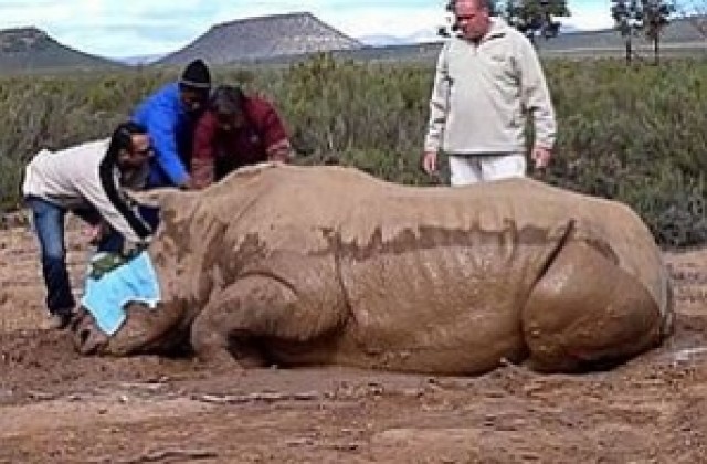 Няколко вида носорози са застрашени от изчезване