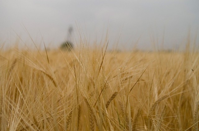 Търговците на зърно масово укриват данъци