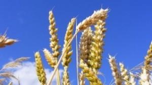 Русенски търговци на зърно невнесли над 5 млн лв данъци