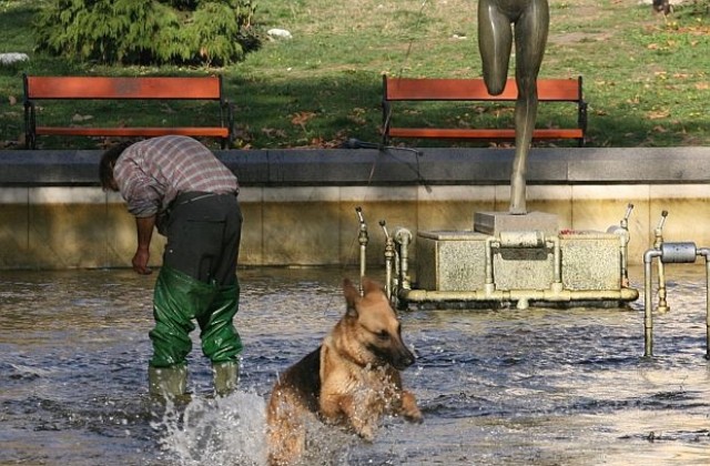 Над 70% от домашните любимци в София имат чип