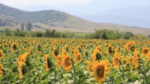 Китайци инвестират в агрокултури във видинско