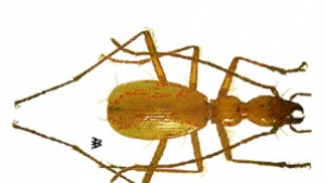 Светломразецът не е герой от Здрач