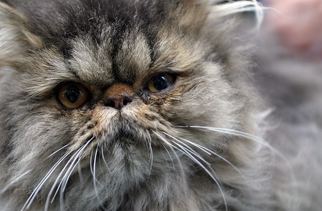 Санитарни инспектори унизиха котка аристократ