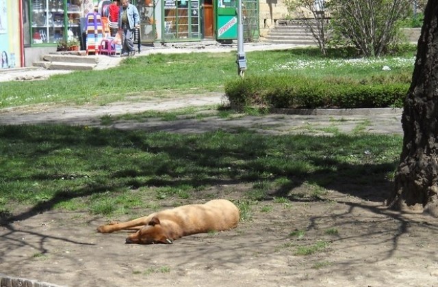 49 заловени безстопанствени кучета през октомври