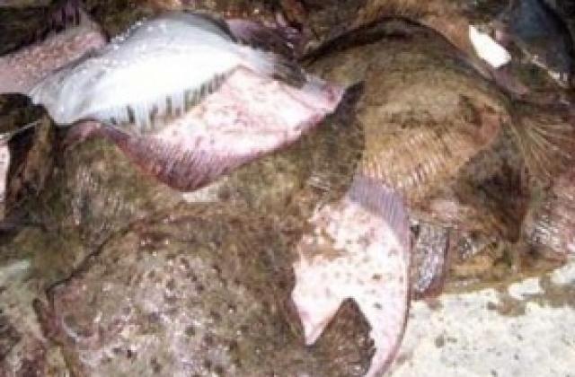 ЕК планира да ни намали квотата за улов на калкан