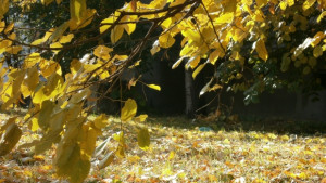 Още слънце през ноември