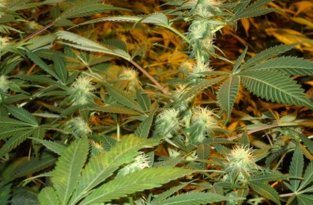 Откриха 3 кг. марихуана в дома на варненец