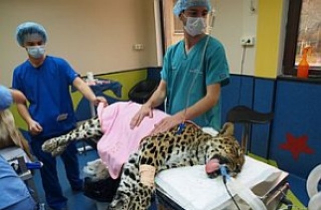 Направиха животоспасяваща операция на 21-годишен амурски леопард