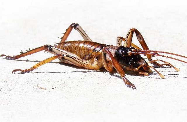 Най-голямото насекомо в света се храни с моркови