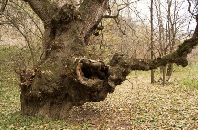 Дървото на желанията край Нисово спечели в битката за Дърво на годината