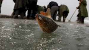 Започнаха проверки за незаконна търговия с риба преди Никулден